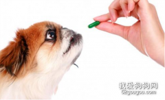 <b>狗狗咳嗽比较严重打哪些针?</b>