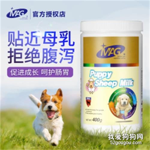 蝴蝶犬喝牛奶好還是羊奶好