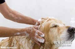 <b>如何正确给你的爱犬洗澡？</b>