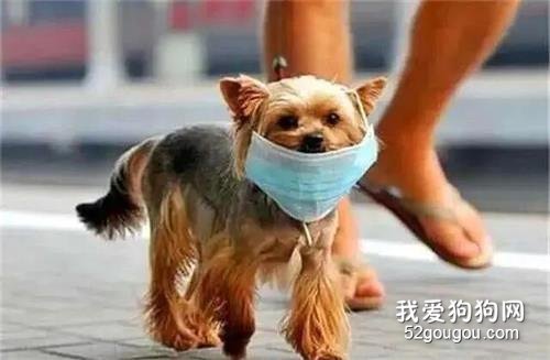<b>宠物狗身上检测出新冠病毒？专家呼吁：请大家保持冷静！</b>