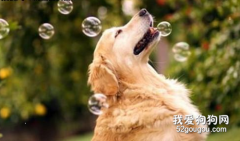 <b>金毛的身上腥味儿如何解决？</b>
