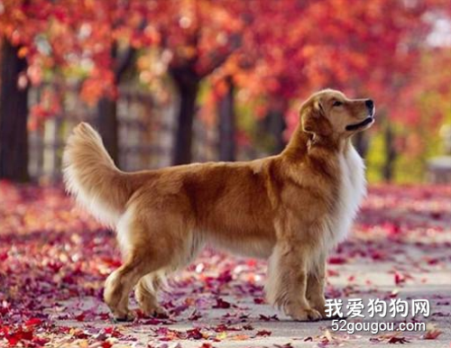 金毛的身上腥味儿如何解决?