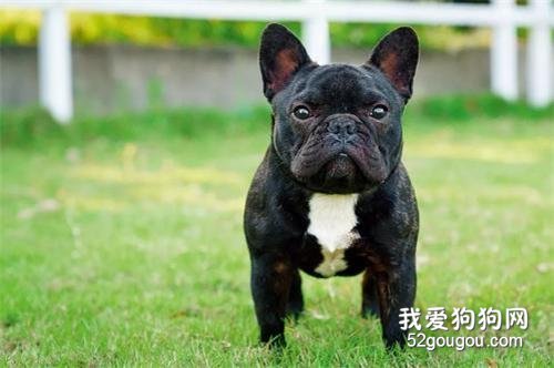 法斗掉毛比较严重怎么办?