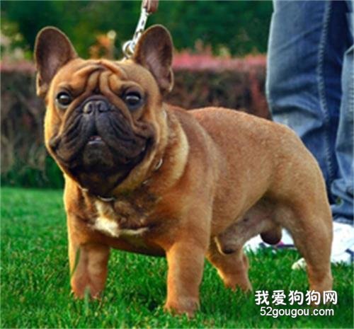 法斗掉毛比较严重怎么办?