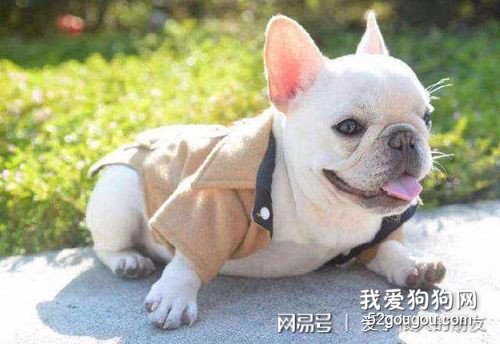法斗掉毛比较严重怎么办?