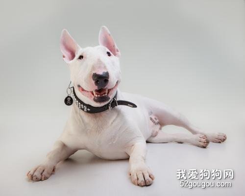 牛头梗胃口差,牛头梗吃啥能健脾开胃