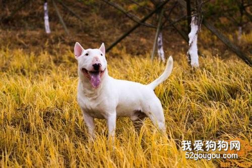 牛头梗胃口差,牛头梗吃啥能健脾开胃