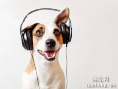 <b>给狗狗听音乐的好处有哪些？</b>