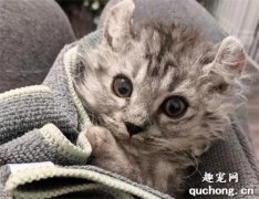 可爱猫兄妹先后被送去收容所，后面幸运地又在寄养家庭团聚！
