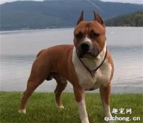 <b>美国斯塔福郡梗怎么养?</b>