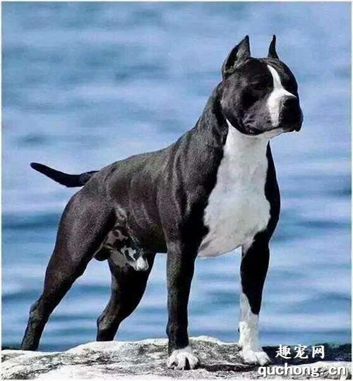 美国斯塔福郡梗怎么养?