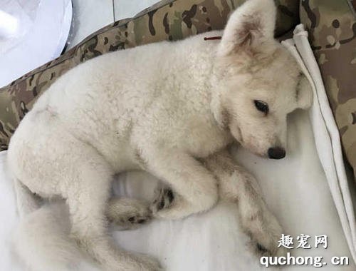 细小的潜伏期有多久,有什么症状?