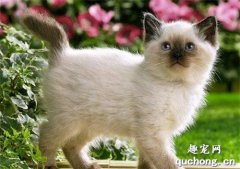 巴厘猫能活多少年 巴厘猫寿命介绍