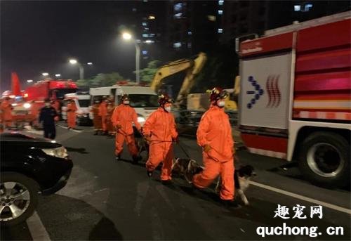 <b>福建酒店坍塌：它们不传播病毒，却能连续几十个小时，彻夜救人！</b>