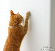 <b>如何防止猫咪抓墙 训练猫咪不抓墙</b>