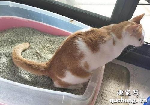 如何训练猫猫上厕所?