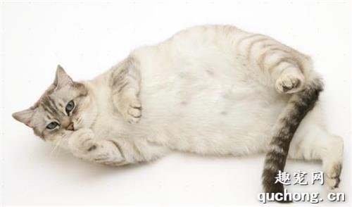 需要为怀孕的猫咪准备些什么?