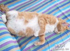 <b>如何预防母猫流产 猫咪流产症状</b>