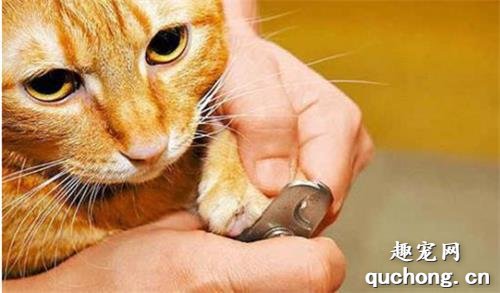 怎么给猫咪修剪指甲?