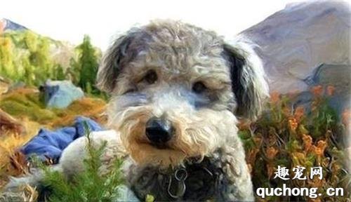 纯种波密犬形态特征,价格及饲养方法