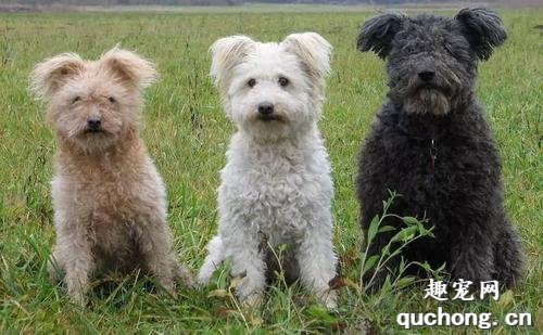 纯种波密犬形态特征,价格及饲养方法