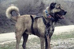 <b>土耳其坎高犬特征价格及饲养方法</b>