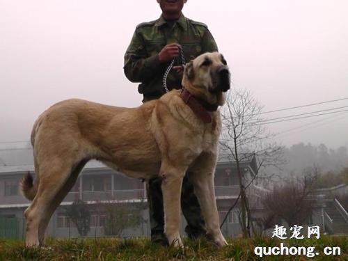 土耳其坎高犬特征价格及饲养方法