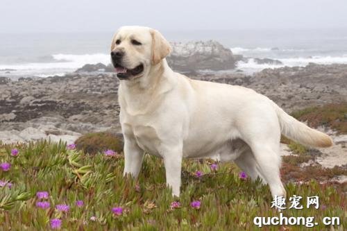 军犬都有哪些品种，世界6大军犬排名