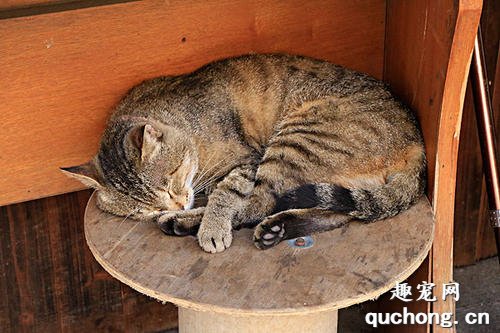 小奶猫为什么会喜欢缩成一团睡觉?