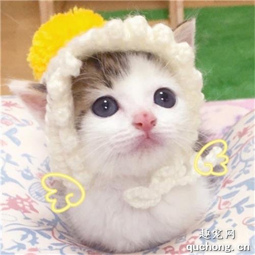 猫为什么会在晚上学婴儿哭? 猫为什么会发出婴儿的哭声?