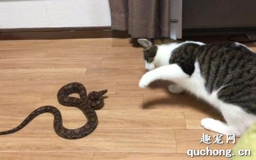 猫为什么能抓到蛇？ 猫为什么喜欢抓蛇？