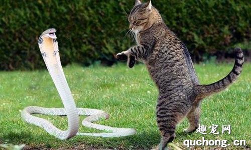 猫为什么能抓到蛇? 猫为什么喜欢抓蛇?