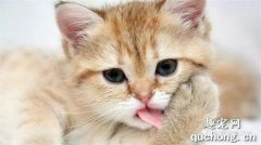 <b>猫为什么绝育后还爱尿床？</b>
