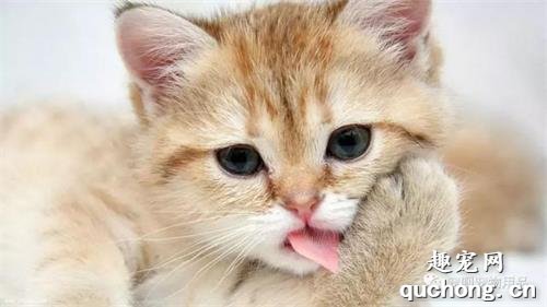 猫为什么绝育后还爱尿床?