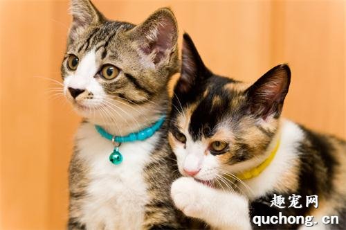 猫为什么绝育后还爱尿床?