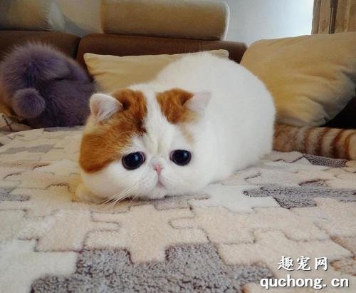 怎么判断猫咪体内有寄生虫?