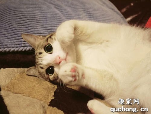 猫咪呼噜呼噜叫什么意思?