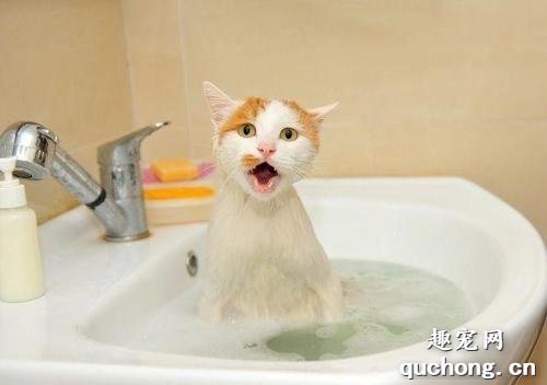 猫为什么怕黄瓜和香蕉和水?