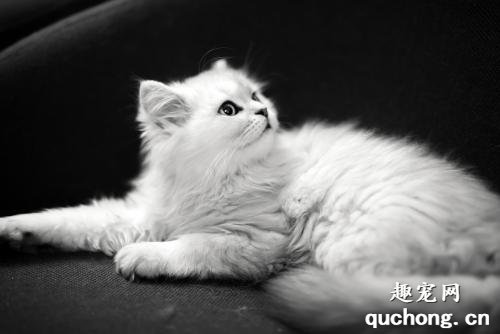 家里猫咪突然乱尿有哪些原因?