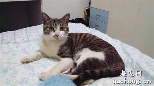 发情期的猫咪都会乱尿吗?