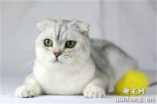 患有肠胃炎的猫咪该怎么照顾?