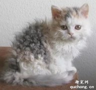 <b>塞尔凯克卷毛猫多少钱 羊毛猫价格介绍</b>