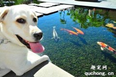<b>狗狗能吃海鲜好不好?</b>