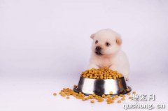 幼犬吃成犬粮坏处是什么？