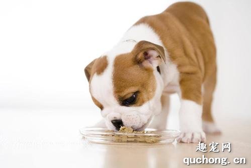 幼犬吃成犬粮坏处是什么?