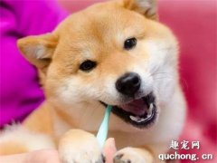 <b>给狗狗刷牙时需要注意哪些事项？</b>