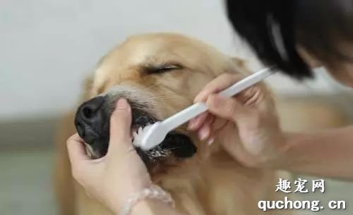 给狗狗刷牙时需要注意哪些事项?
