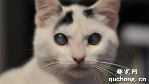 猫咪白内障是什么原因 宠物猫白内障治疗