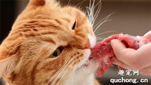 猫咪为什么吃生肉会吐? 生肉不容易消化