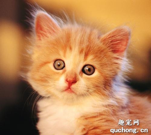 冬天小猫为什么会一直吐黄水怎么办?